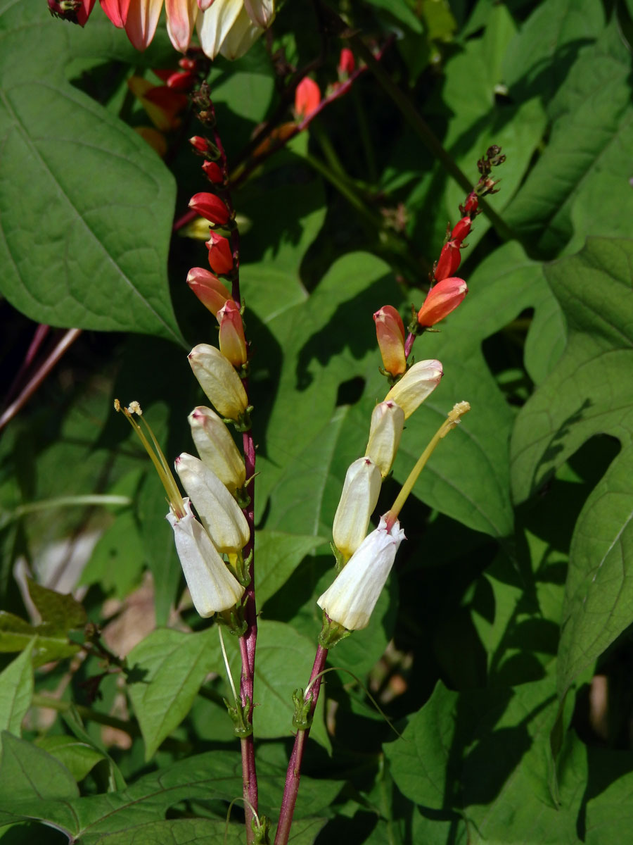 Povíjnice laločnatá (Ipomoea lobata (Cerv.) Thell.)