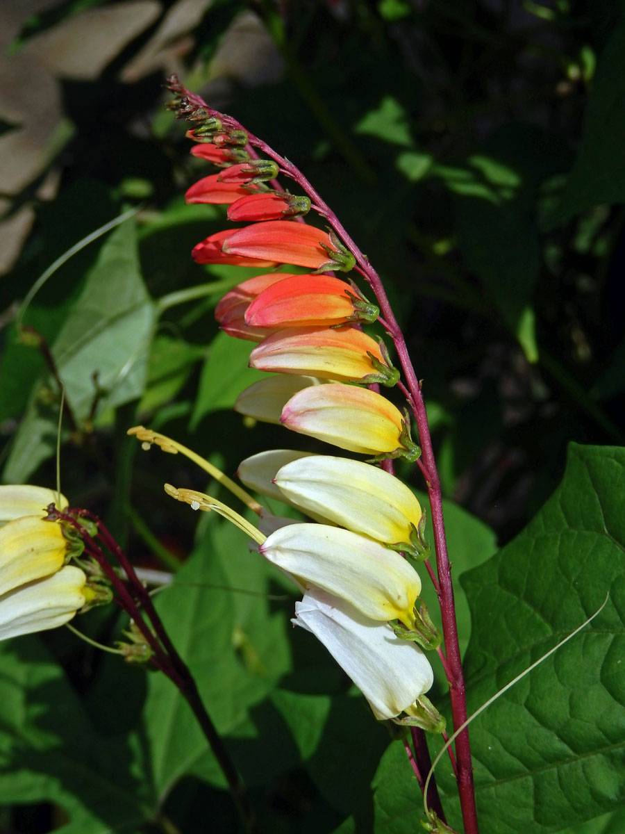 Povíjnice laločnatá (Ipomoea lobata (Cerv.) Thell.)