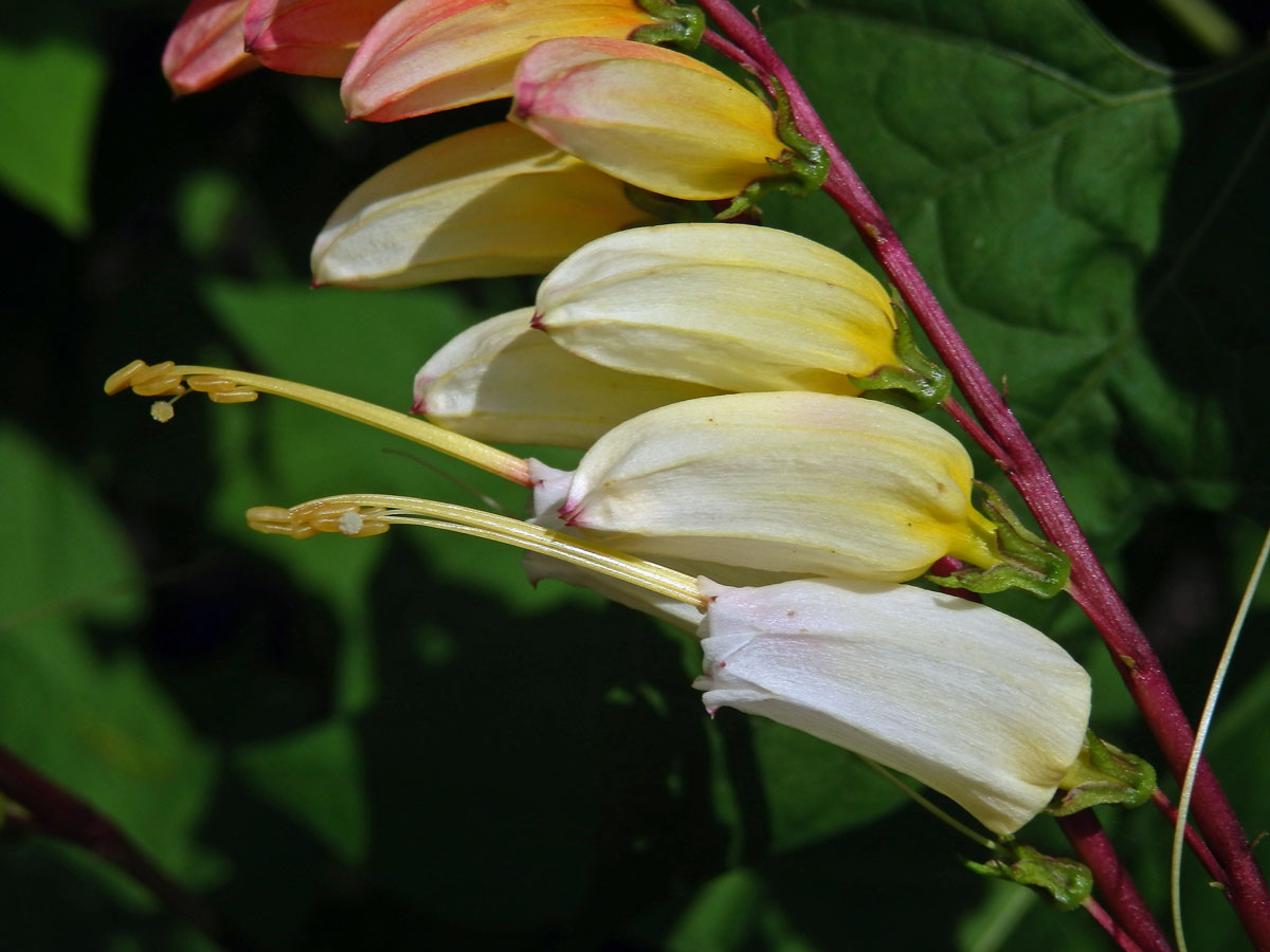 Povíjnice laločnatá (Ipomoea lobata (Cerv.) Thell.)