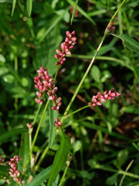 Rdesno menší (Persicaria minor (Huds.) Opiz)