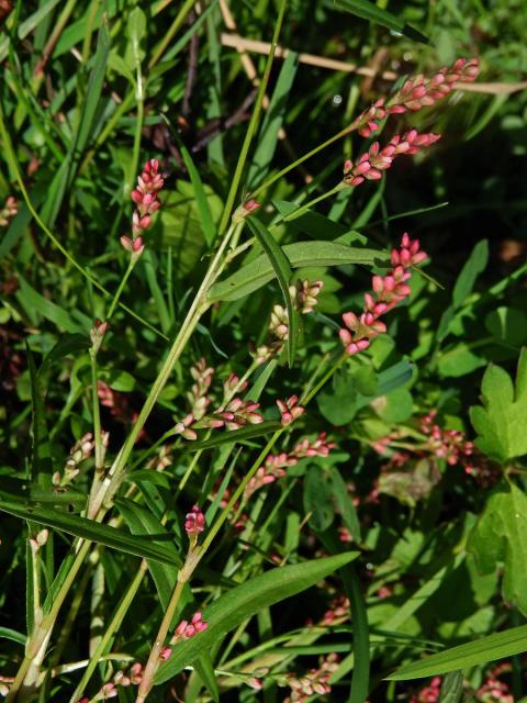 Rdesno menší (Persicaria minor (Huds.) Opiz)