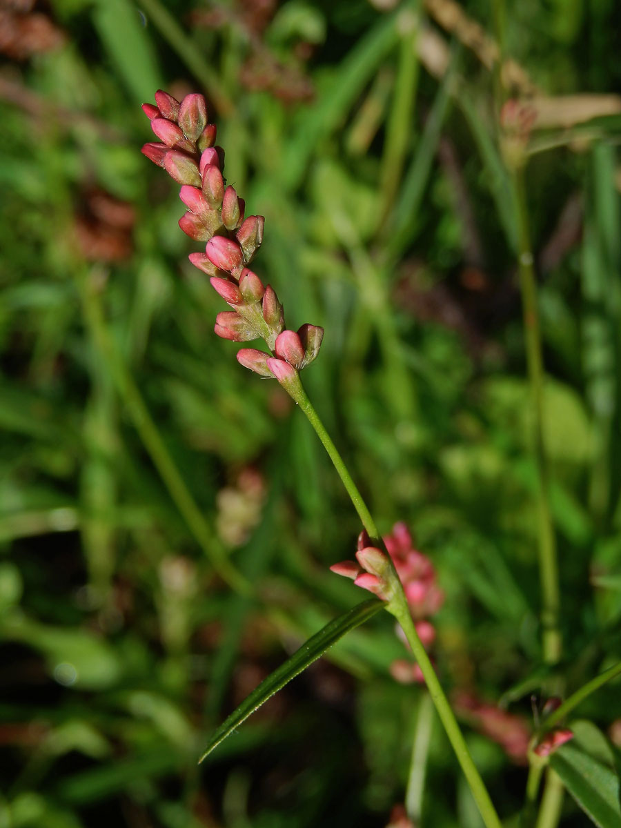 Rdesno menší (Persicaria minor (Huds.) Opiz)