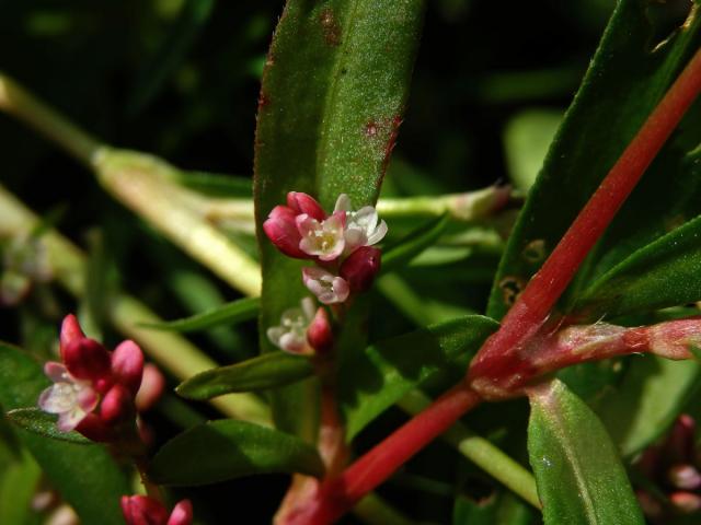 Rdesno menší (Persicaria minor (Huds.) Opiz)