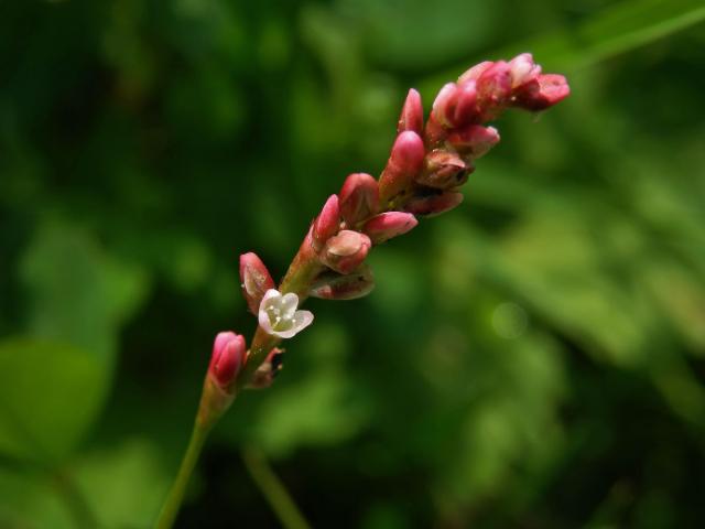 Rdesno menší (Persicaria minor (Huds.) Opiz)