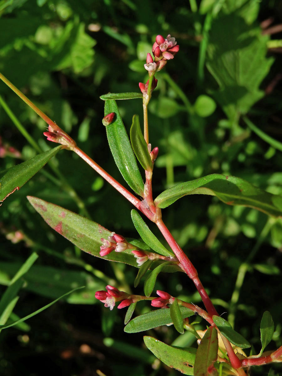 Rdesno menší (Persicaria minor (Huds.) Opiz)