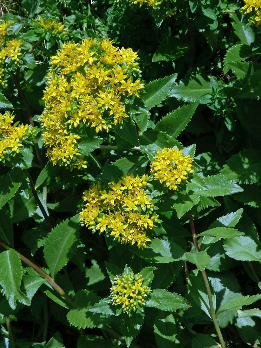 Rozchodnice Kirilowova (Rhodiola kirilowii (Regel) Maxim.)