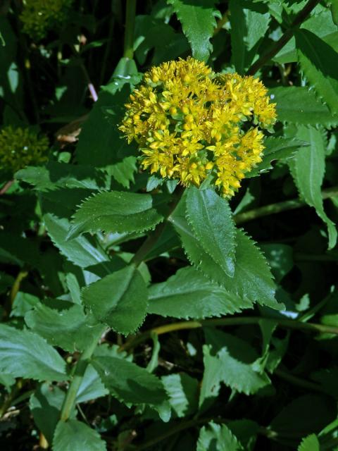 Rozchodnice Kirilowova (Rhodiola kirilowii (Regel) Maxim.)