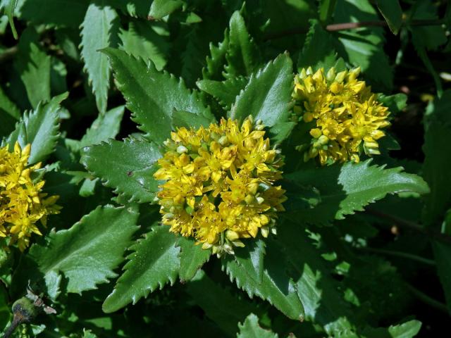 Rozchodnice Kirilowova (Rhodiola kirilowii (Regel) Maxim.)