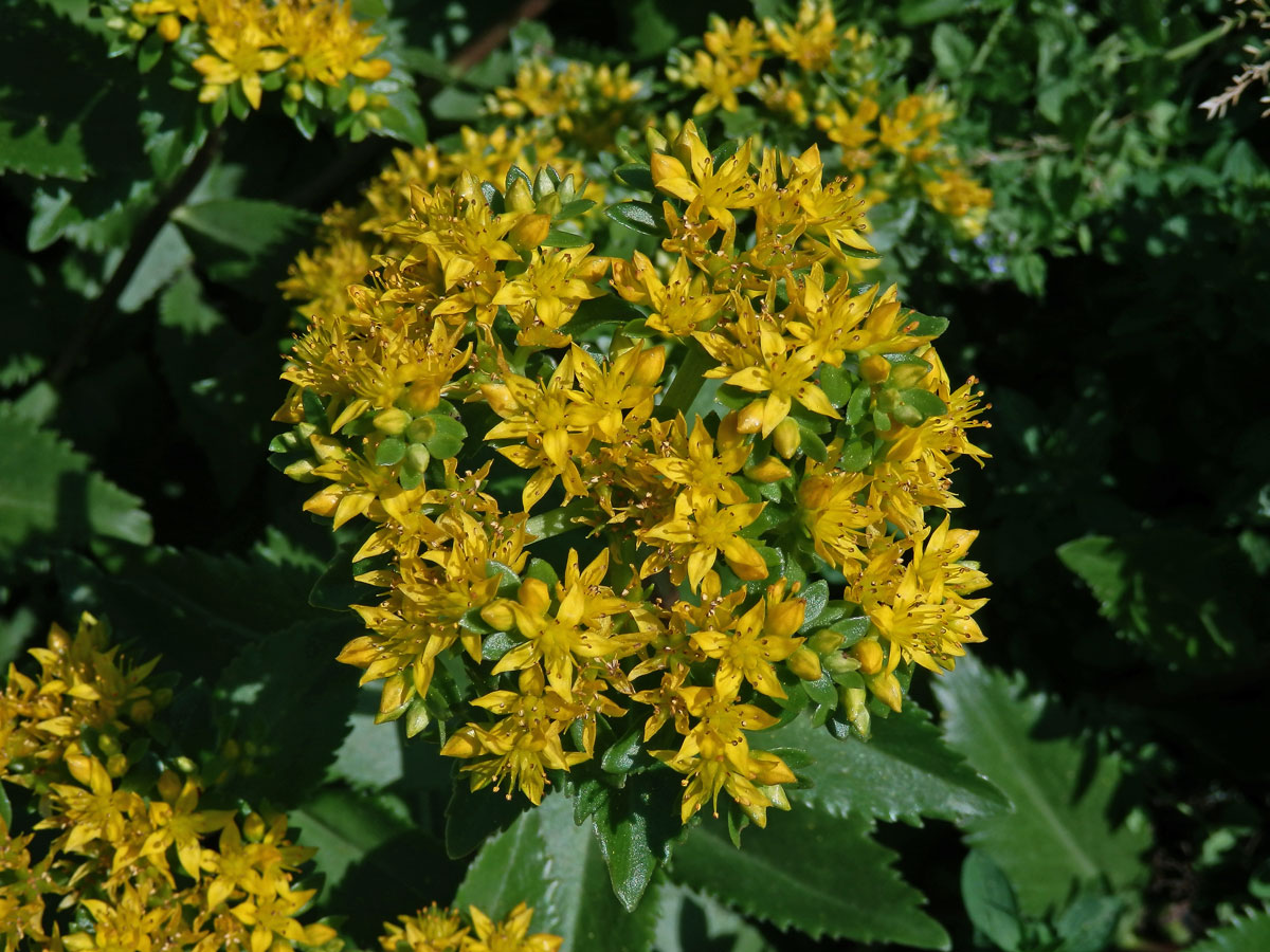 Rozchodnice Kirilowova (Rhodiola kirilowii (Regel) Maxim.)