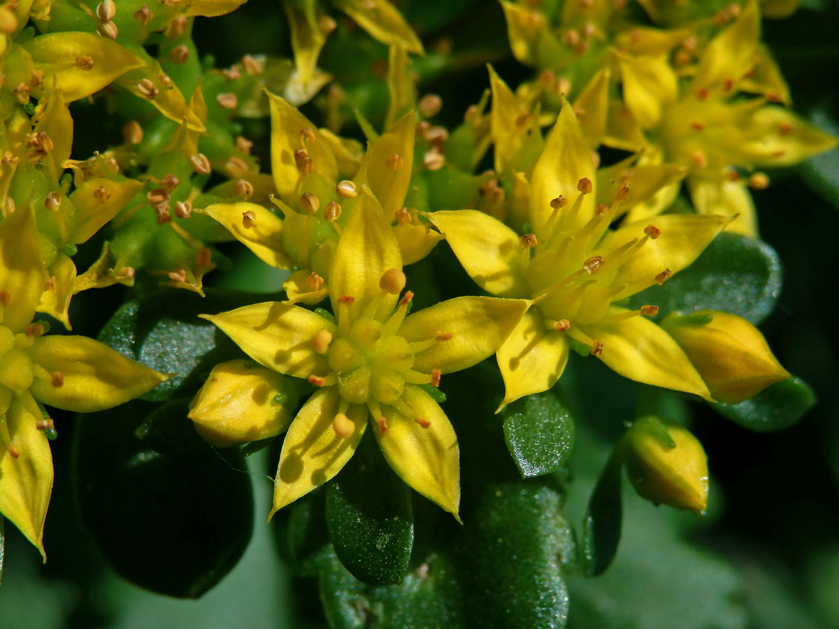 Rozchodnice Kirilowova (Rhodiola kirilowii (Regel) Maxim.)