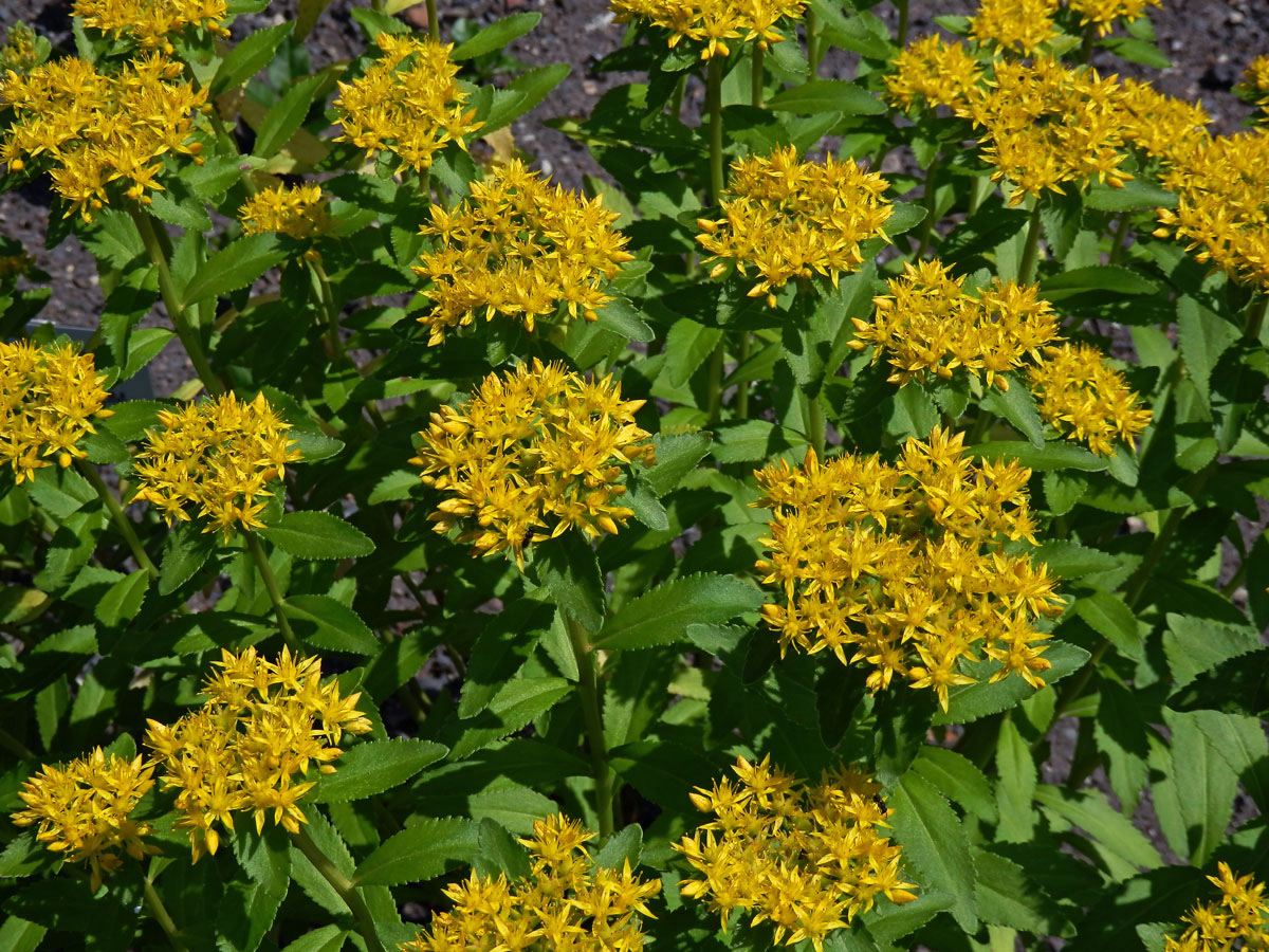 Rozchodnice Kirilowova (Rhodiola kirilowii (Regel) Maxim.)