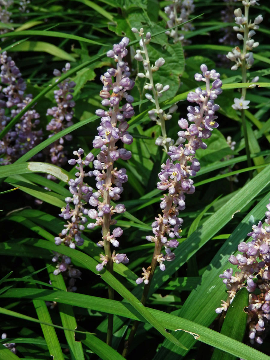 Liriope muscari (Dcne.) Bailey