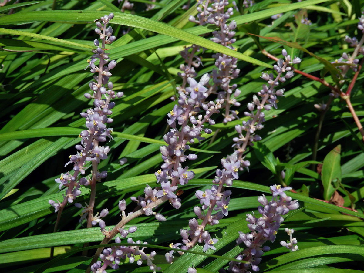 Liriope muscari (Dcne.) Bailey