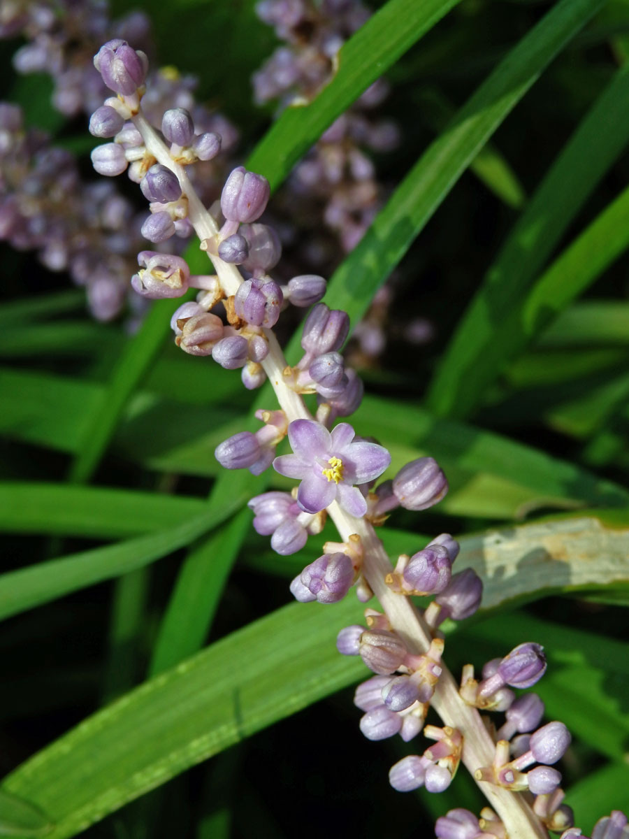 Liriope muscari (Dcne.) Bailey