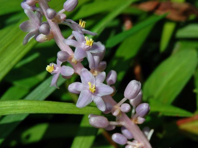 Liriope muscari (Dcne.) Bailey