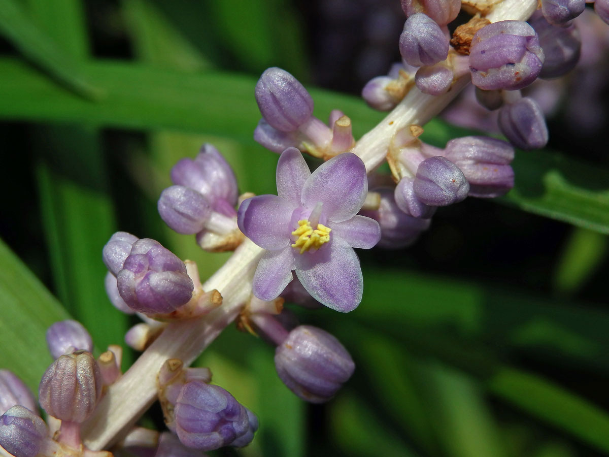 Liriope muscari (Dcne.) Bailey