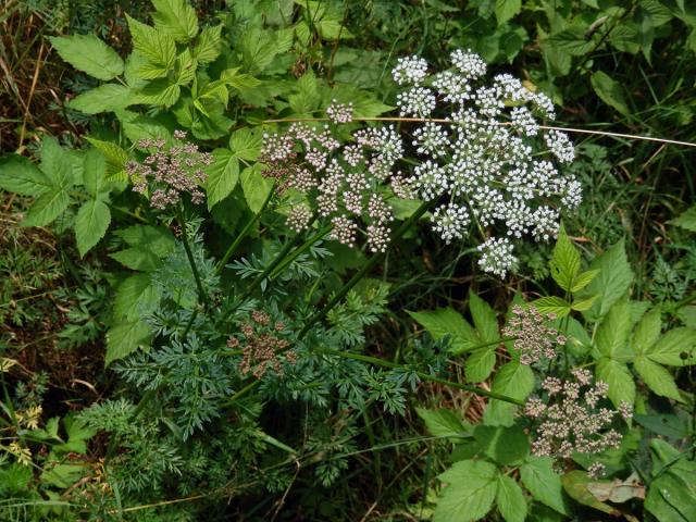 Olešník kmínolistý (Selinum carvifolia (L.) L.)