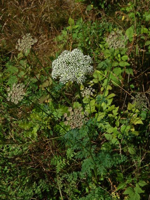 Olešník kmínolistý (Selinum carvifolia (L.) L.)