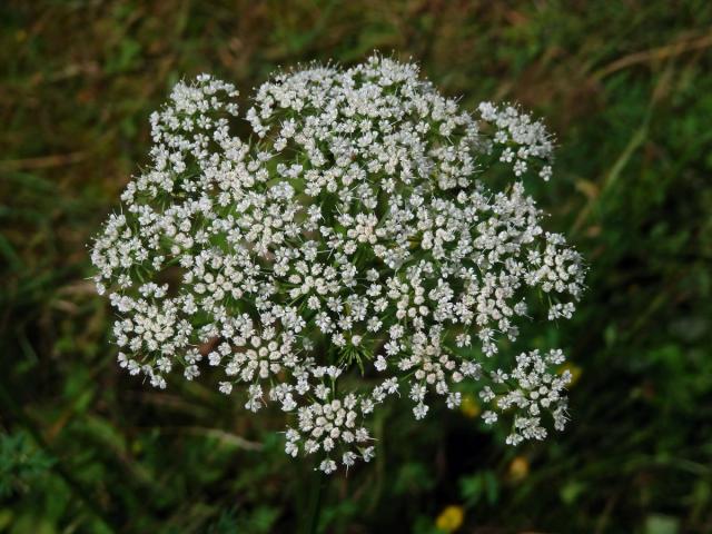 Olešník kmínolistý (Selinum carvifolia (L.) L.)