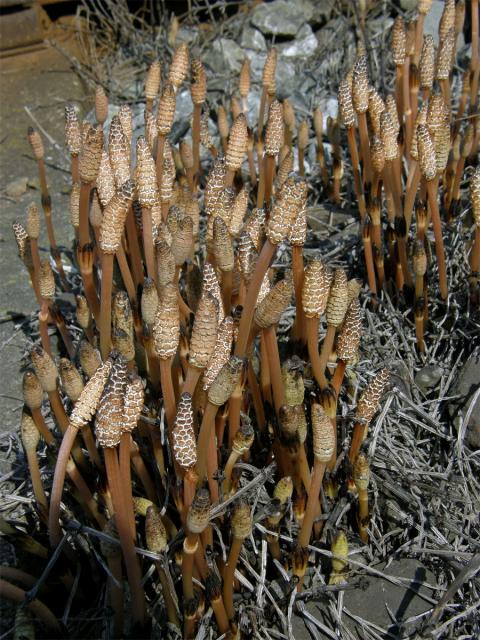 Přeslička rolní (Equisetum arvense L.)