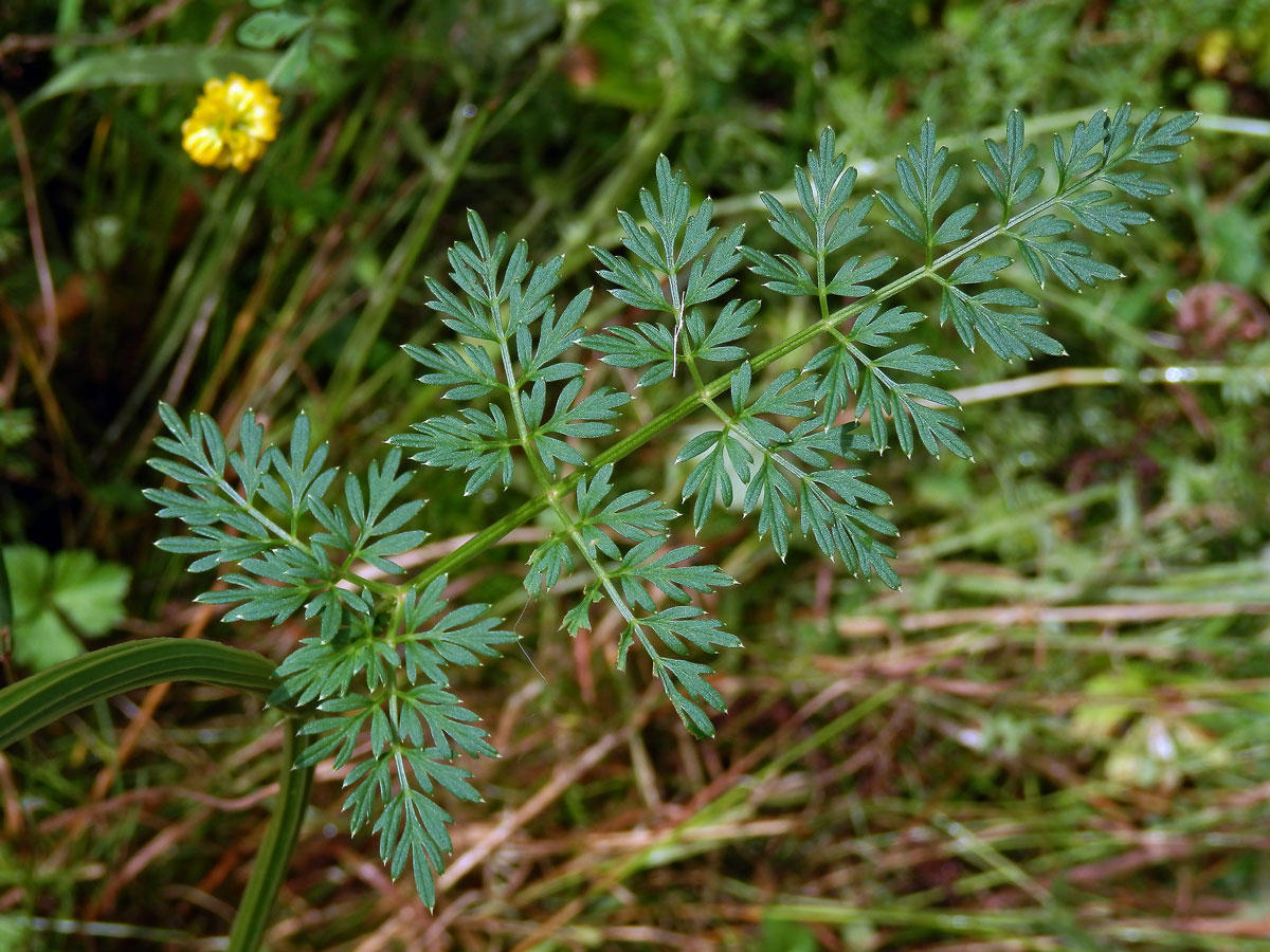 Olešník kmínolistý (Selinum carvifolia (L.) L.)