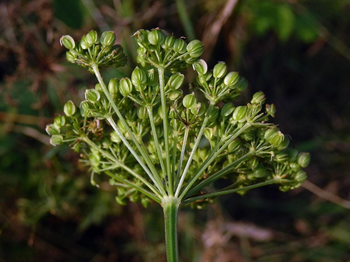 Olešník kmínolistý (Selinum carvifolia (L.) L.)