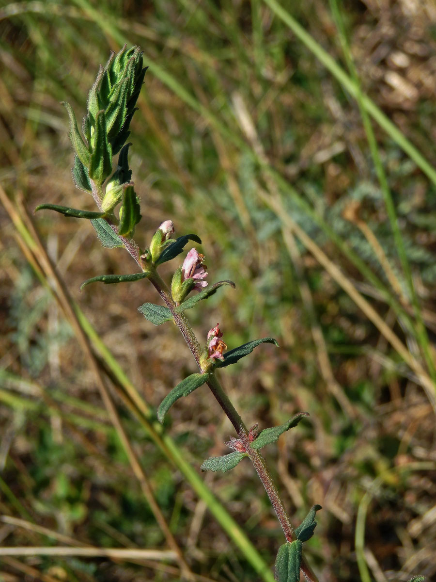 Zdravínek jarní (Odontites vernus (Bellardi) Dum.)