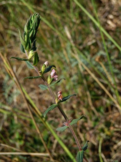 Zdravínek jarní (Odontites vernus (Bellardi) Dum.)