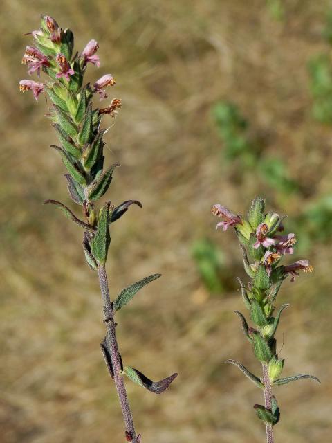 Zdravínek jarní (Odontites vernus (Bellardi) Dum.)