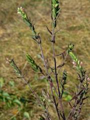 Zdravínek jarní (Odontites vernus (Bellardi) Dum.)