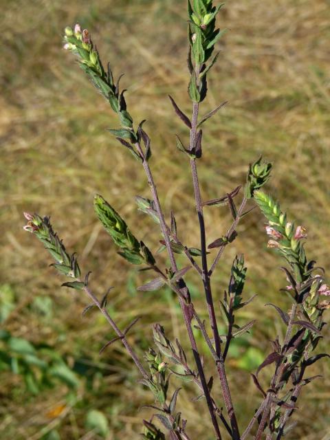 Zdravínek jarní (Odontites vernus (Bellardi) Dum.)