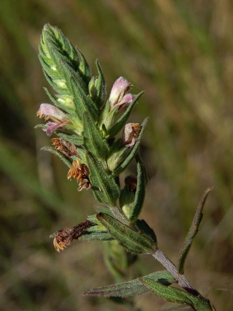 Zdravínek jarní (Odontites vernus (Bellardi) Dum.)