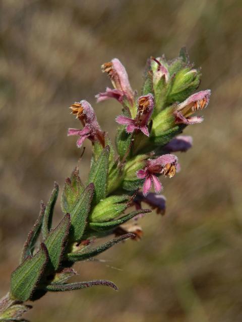 Zdravínek jarní (Odontites vernus (Bellardi) Dum.)