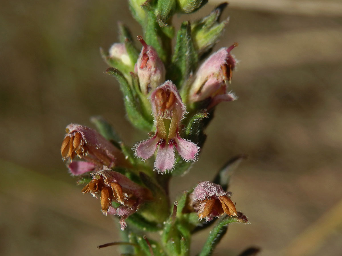 Zdravínek jarní (Odontites vernus (Bellardi) Dum.)