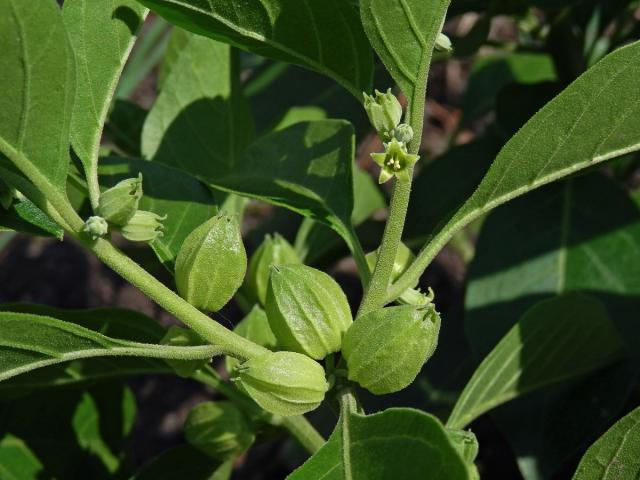 Withania somnifera (L.) Dunal