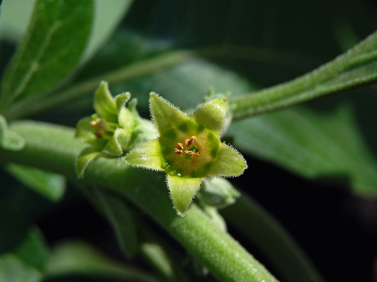 Withania somnifera (L.) Dunal