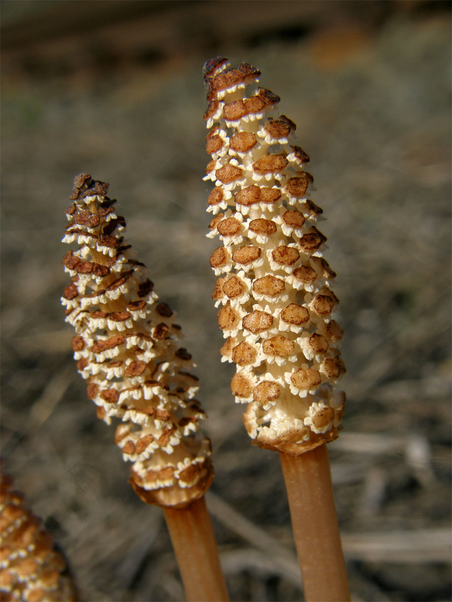 Přeslička rolní (Equisetum arvense L.)