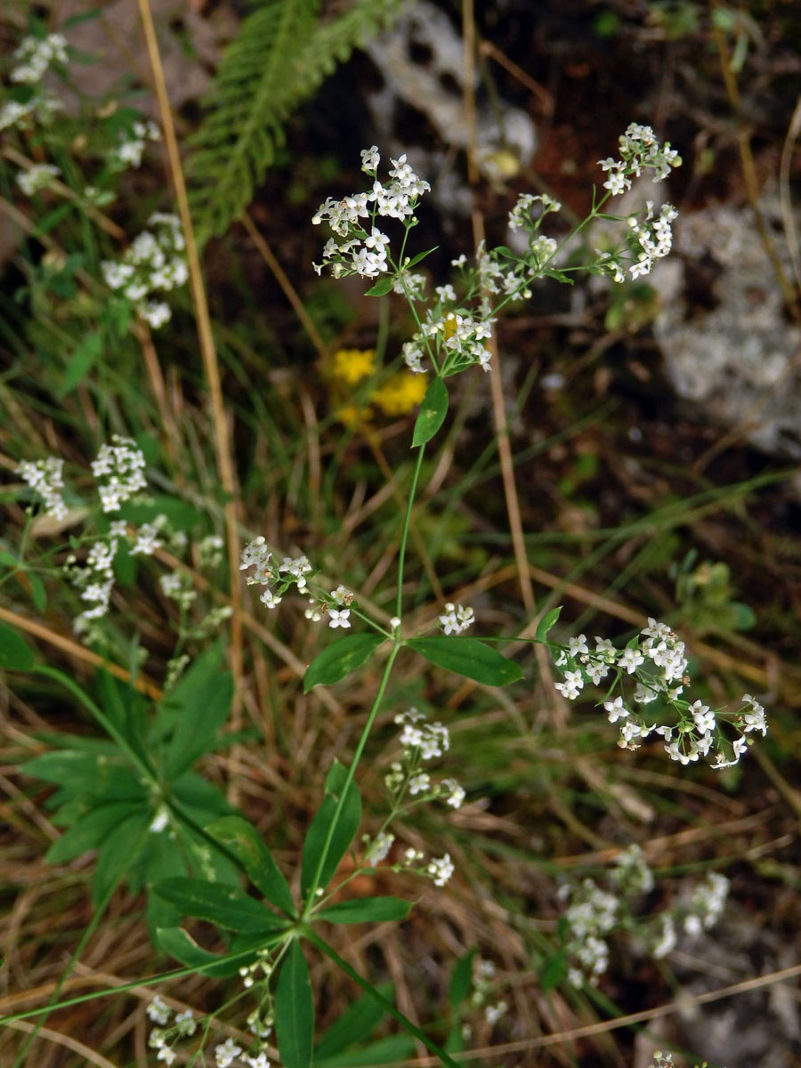 Svízel lesní (Galium sylvaticum L.)