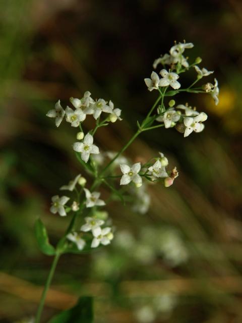 Svízel lesní (Galium sylvaticum L.)