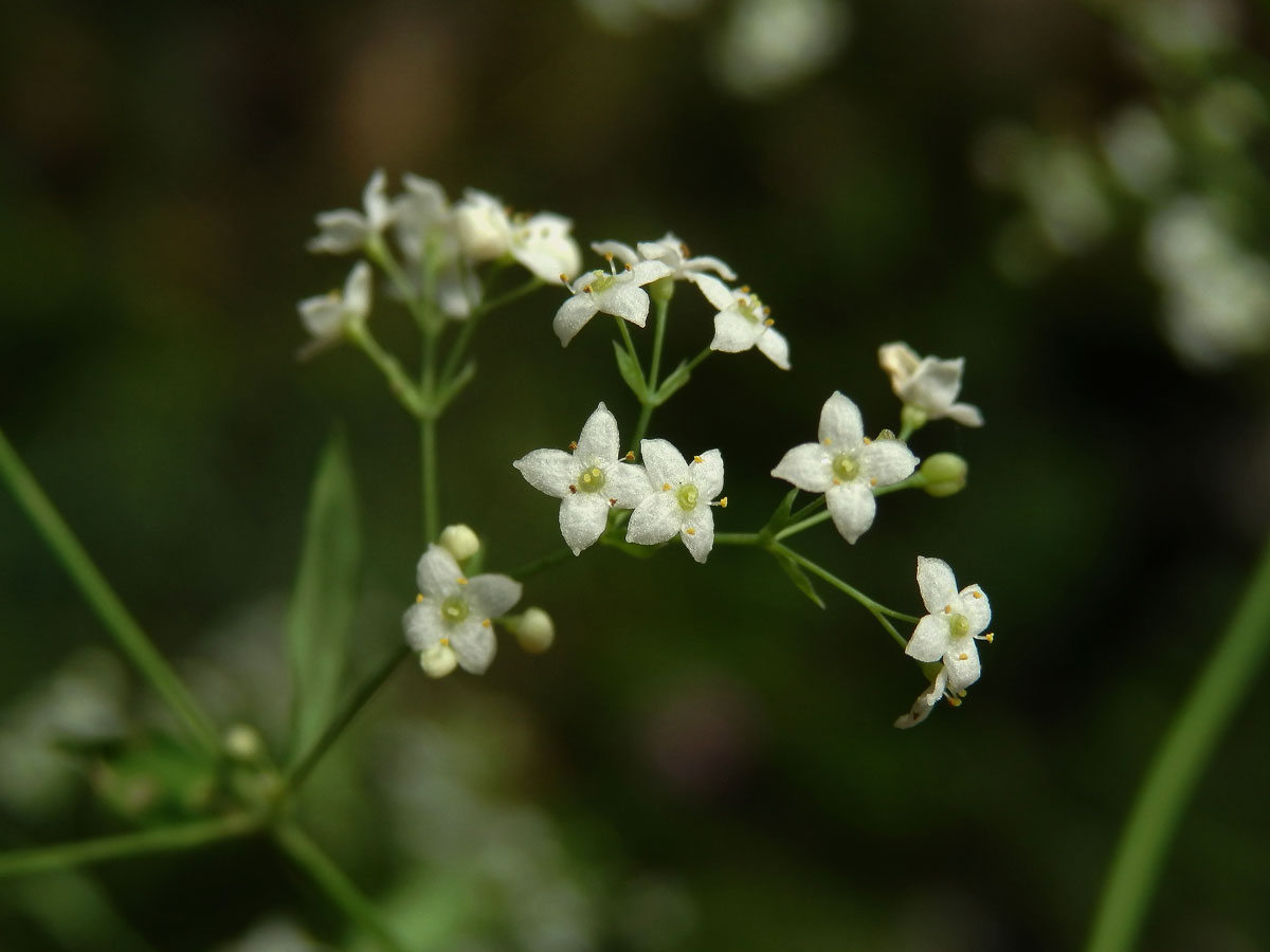 Svízel lesní (Galium sylvaticum L.)