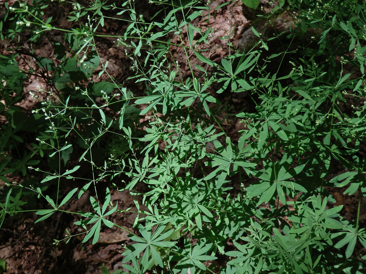 Svízel lesní (Galium sylvaticum L.)