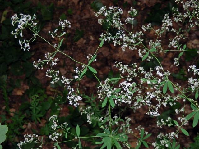 Svízel lesní (Galium sylvaticum L.)