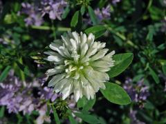 Jetel luční (Trifolium pratense L.) s květy bílé barvy (1b)