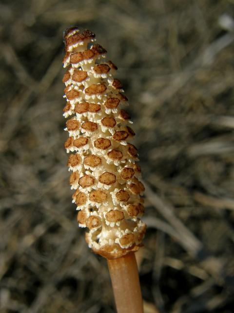 Přeslička rolní (Equisetum arvense L.)