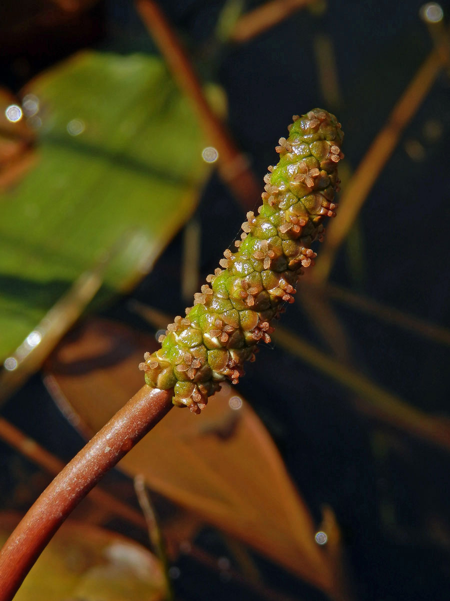 Rdest vzplývavý (Potamogeton natans L.)