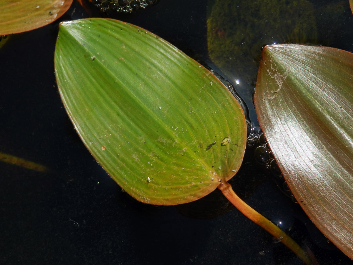 Rdest vzplývavý (Potamogeton natans L.)