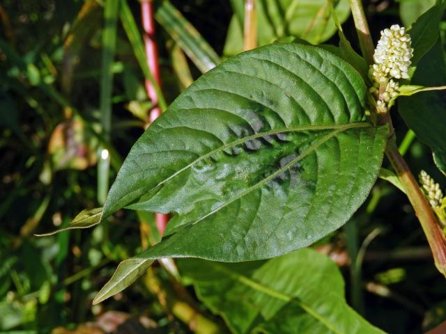 Rdesno blešník (Persicaria lapathifolia (L.) Delarbe) sděleným listem