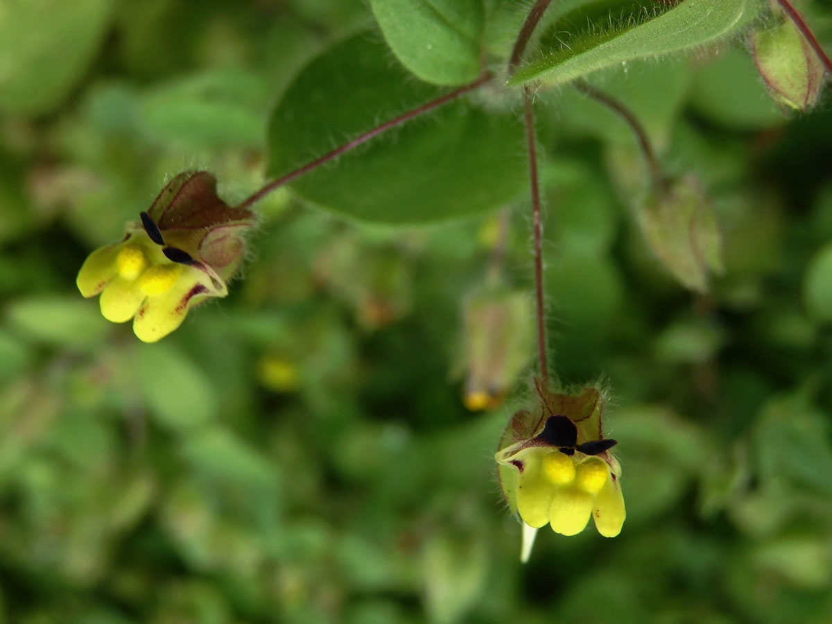 Úporek pochybný (Kickxia spuria (L.) Dumort.)