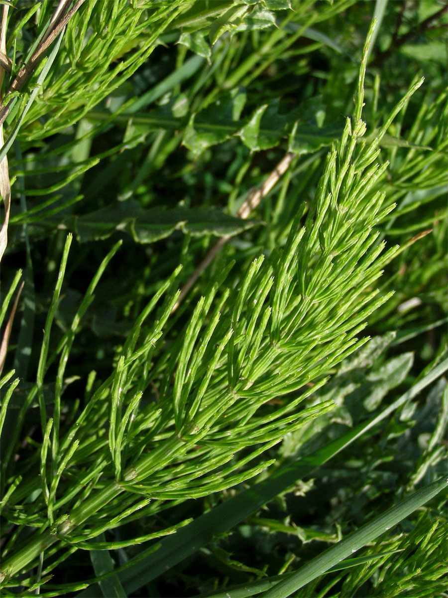 Přeslička rolní (Equisetum arvense L.)