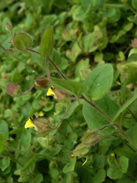 Úporek pochybný (Kickxia spuria (L.) Dumort.)